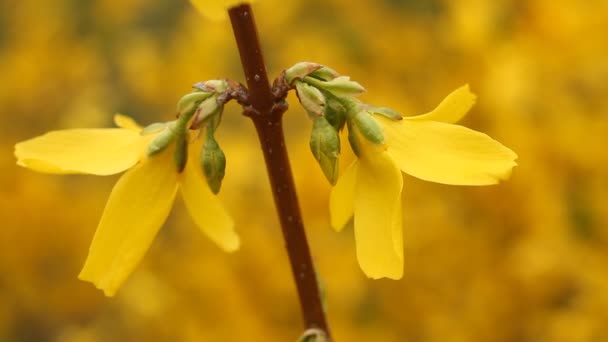 Ανθίζοντας Forsythia - υποκατάστημα με λουλούδια τρεμοπαίζουν στον αέρα στην άνοιξη της Ευρώπης - Πλάνα, βίντεο