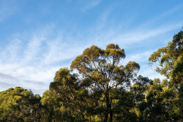 piękne gumy Drzewa i krzewy w australijskim lesie krzewów. Gumtree i rodzime rośliny rosnące w Australii wiosną w Australii - Zdjęcie, obraz