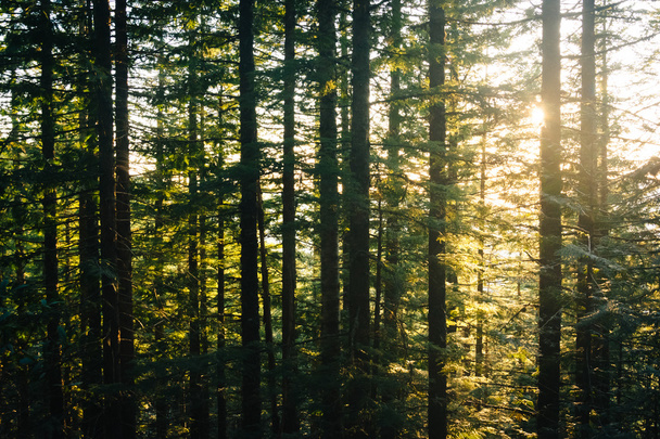 Pine trees along the Mirror Lake Trail at sunset, in Mount Hood  - Foto, imagen