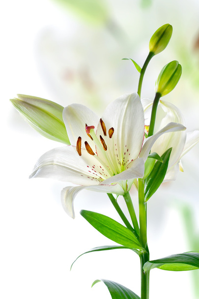 Hermosas flores de lirio, aisladas en blanco
 - Foto, Imagen