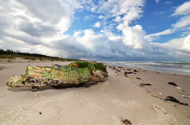 Amber coast Latviassa, Itämerellä
 - Valokuva, kuva