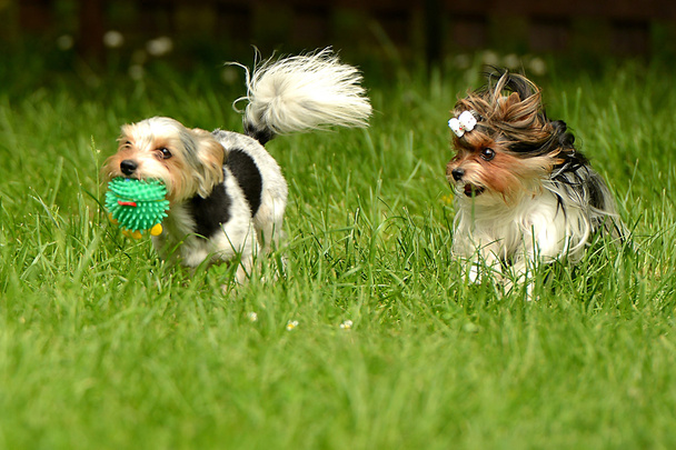 Biewer-Yorkshire terriers - Photo, Image