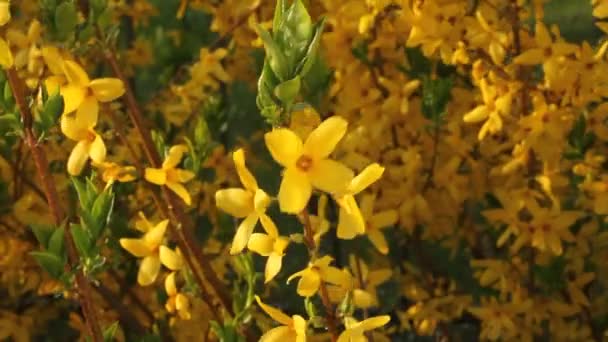 Blooming Forsythia - branch with flowers flicker in the wind at spring day - Footage, Video