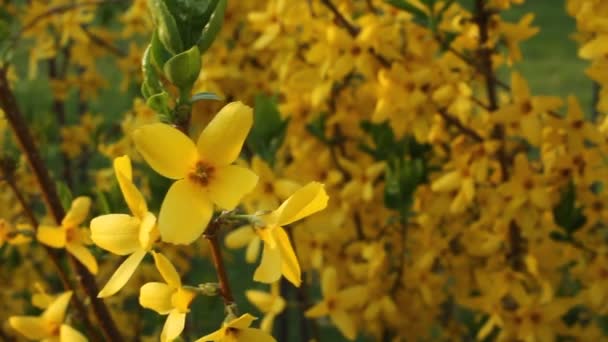 Ανθίζοντας Forsythia - υποκατάστημα με λουλούδια τρεμοπαίζουν στον αέρα στην άνοιξη της Ευρώπης - Πλάνα, βίντεο
