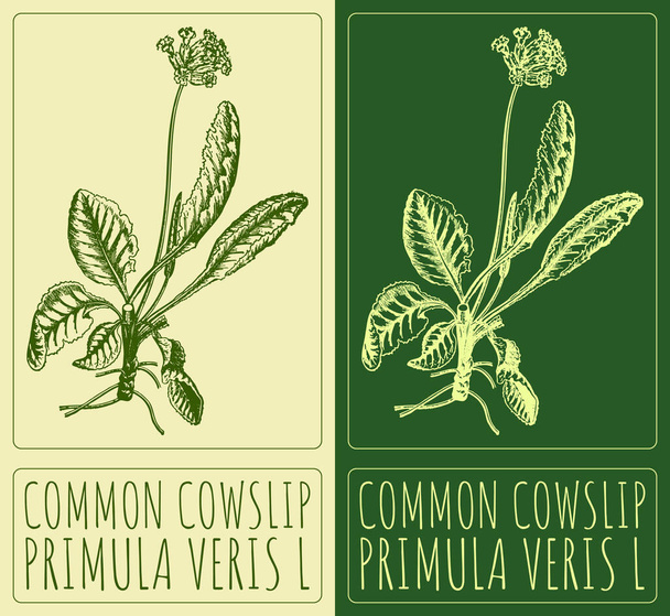 Vector drawing COMMON COWSLIP. Hand drawn illustration. The Latin name is PRIMULA VERIS L. - ベクター画像
