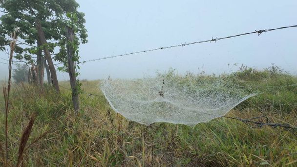 Kastepeitteinen, kartion muotoinen hämähäkinverkko roikkuu aidalla sumuisena, tihkusena aamuna pilvisen valkoisen taivaan alla.. - Valokuva, kuva