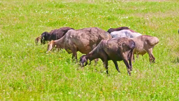 stádo ovcí s tučným ocasem se pasou ve vysoké trávě za slunečného dne. - Záběry, video