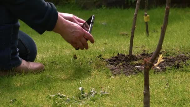 Jardineiro documentando plantio de árvores frutíferas com telefone celular zoom médio tiro foco seletivo - Filmagem, Vídeo
