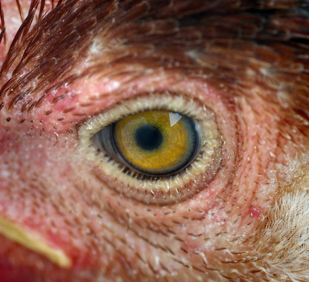 kurczak oko - Zdjęcie, obraz