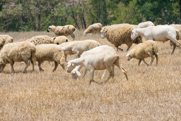 Vuile sheeps in de droogte weide - Foto, afbeelding