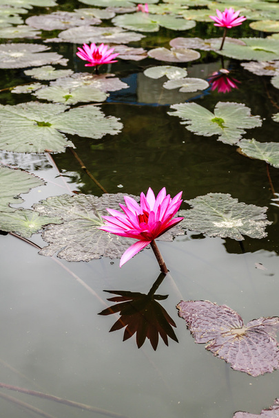Lotus flowers - Valokuva, kuva