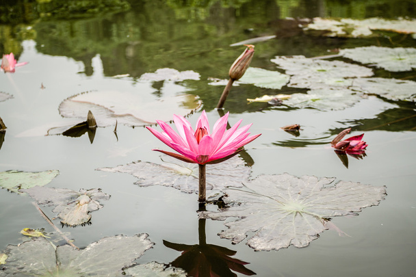 Lotus flowers - Foto, afbeelding