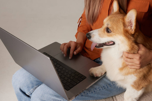 Молодая женщина работает дома на ноутбуке рядом со своей собакой. Бытовая корги собака смотрит на ноутбук, любовь к животным - Фото, изображение