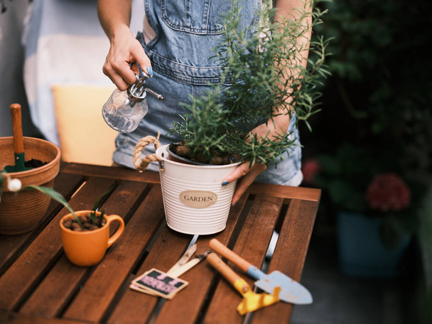 Una persona se ve regando hierbas verdes en una olla, simbolizando el aspecto nutritivo de la jardinería en el hogar - Foto, imagen
