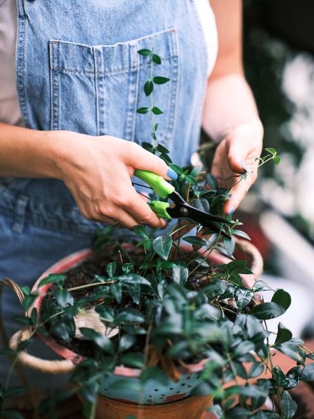 Un jardinero casero enfocado está podando una planta en maceta verde exuberante usando un par de tijeras de poda verdes - Foto, imagen