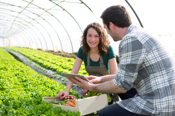Farmer teaching new employee to gardening - Zdjęcie, obraz
