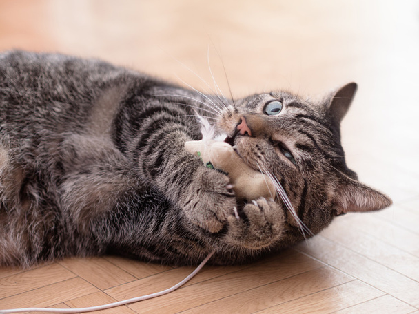 Μια γκρι ριγέ γάτα παίζει με τα παιχνίδια της γάτας - Φωτογραφία, εικόνα