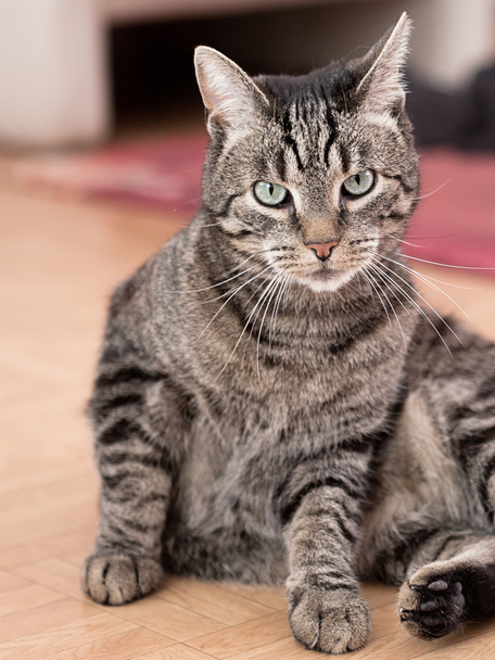 A grey striped cat plays in a flat - Photo, Image