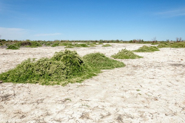 Степные соляные почвы
 - Фото, изображение