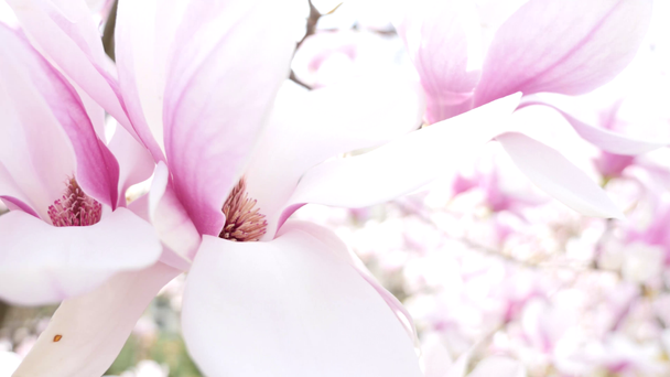 Όμορφη άνθιση των magnolia closeup - Πλάνα, βίντεο