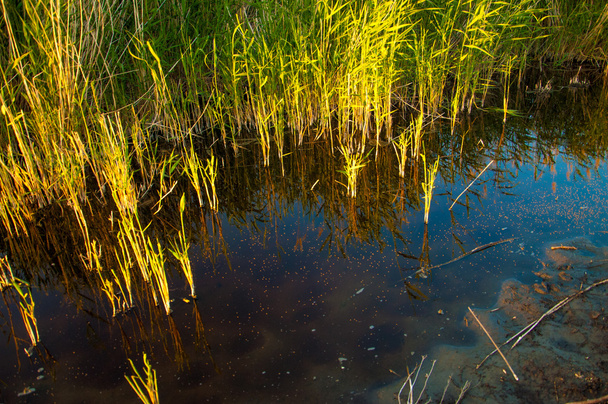 Petit lac sous un beau ciel. scène du soir sur le lac dans la steppe, Paysage avec tourbière dans la steppe dans une belle journée d'été. scène d'été sur le lac
 - Photo, image
