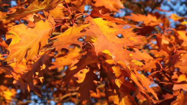 Jesień - żółty i pomarańczowy liści dębu migotanie w wiatr - Materiał filmowy, wideo