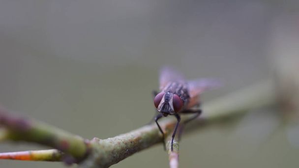 Fly σκαρφαλωμένο σε ένα μικρό υποκατάστημα στον κήπο - Φωτογραφία, εικόνα
