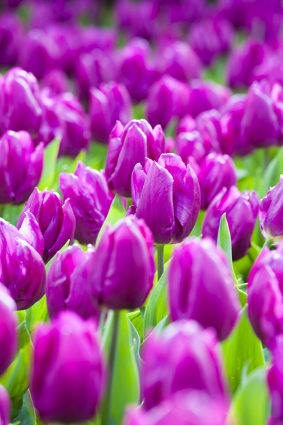 The blooming purple tulips - Foto, Imagen