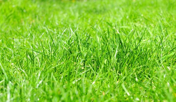 Green grass - Zdjęcie, obraz