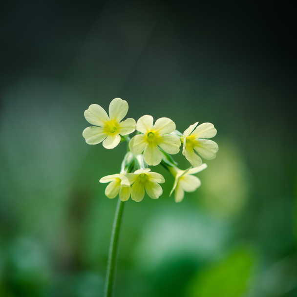 cowslip λουλούδι λεπτομέρεια - Φωτογραφία, εικόνα