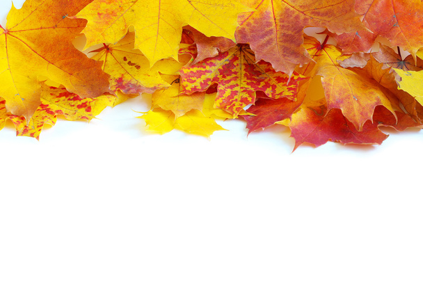 Maple leafs - Fotó, kép