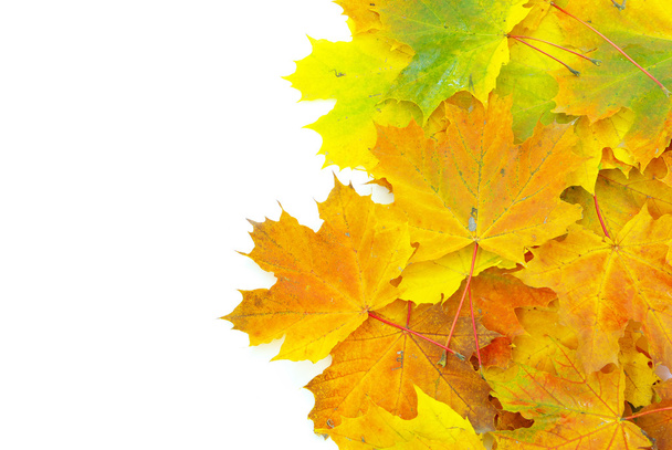 Autumn maple leafs - Photo, Image