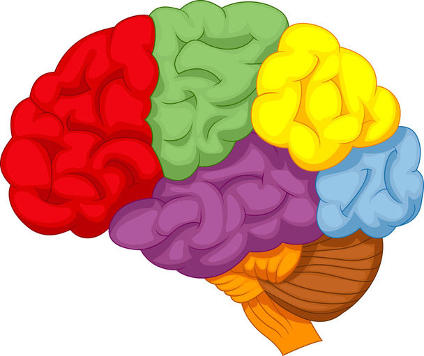 Kreslený barevný mozek - Vektor, obrázek