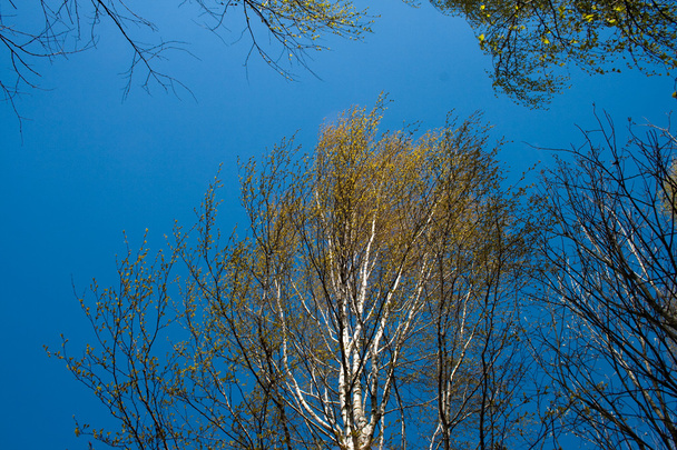Young leaves of birch trees on blue sky background - Foto, Bild
