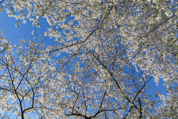 Cherry Blossom Tree Canopy - Fotó, kép