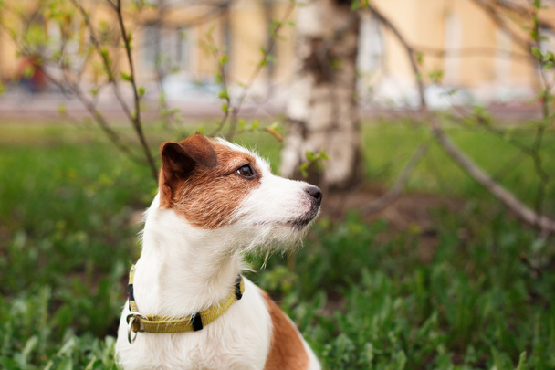 Köpek Jack Russell Terrier - Fotoğraf, Görsel