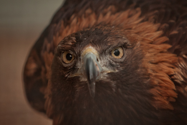 golden eagle bird of prey raptor - Photo, Image