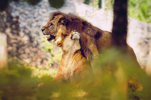 casal leões amor
 - Foto, Imagem