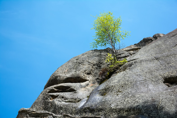 Lonely birch tree growing on top of the rock - Photo, Image