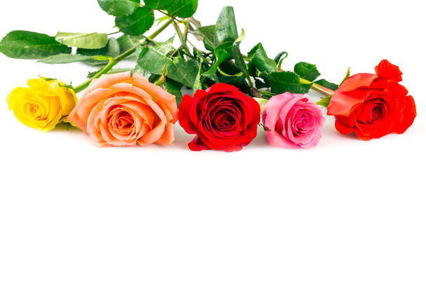 Roses - Fotografie, Obrázek