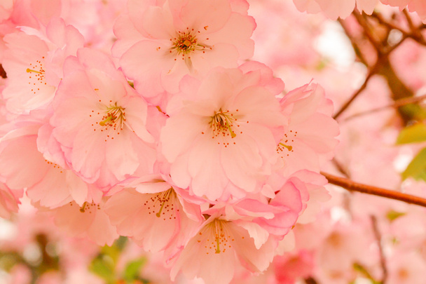 Sakura virág virágzik - Fotó, kép