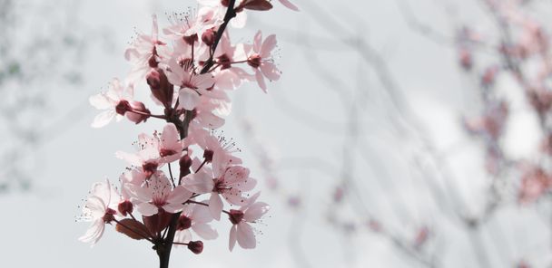 Flor de cerejeira - Foto, Imagem
