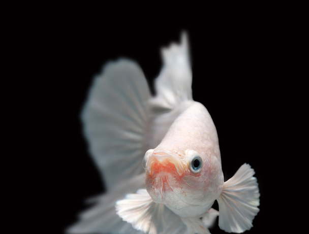 Close-up λεπτομέρεια του Siamess καταπολέμηση ψάρια, λευκό betta. - Φωτογραφία, εικόνα