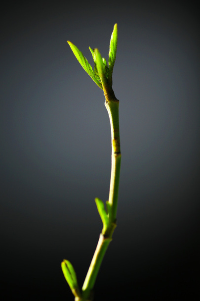 灰色の背景に、小枝の若い葉 - 写真・画像