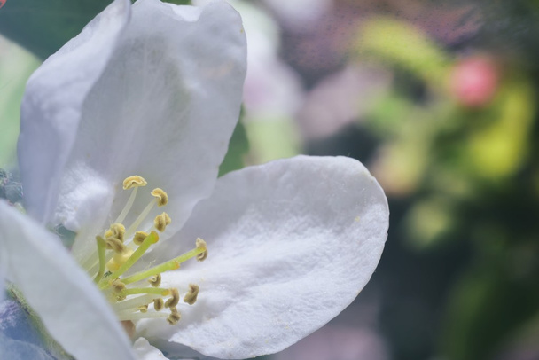 яблуневий цвіт
 - Фото, зображення