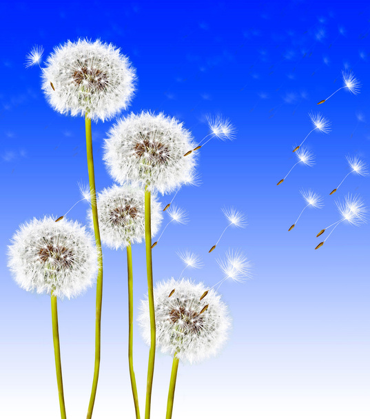 landscape dandelion flower - Photo, Image