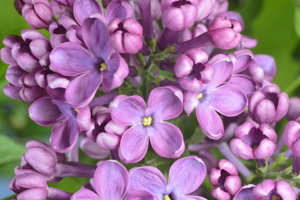 lilac buds - Photo, Image