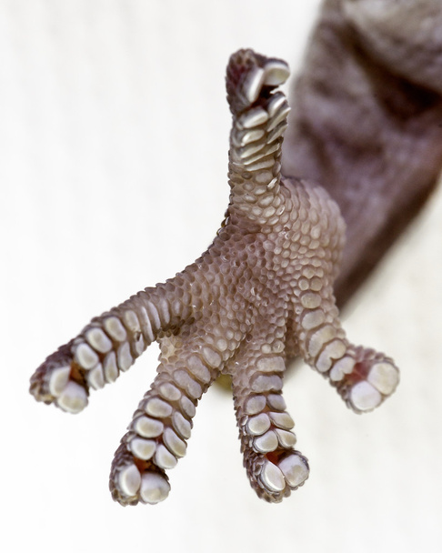 Geckofüße - Foto, Bild