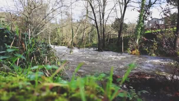 Un fiume che scivola velocemente tra gli alberi che ne accompagnano il corso - Filmati, video