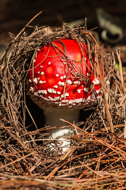 Young fly agaric mushroom - Photo, Image